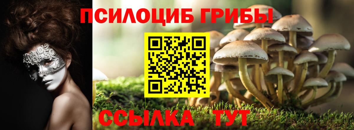 Псилоцибиновые грибы Psilocybine cubensis Новозыбков